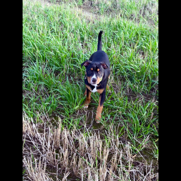 Staffordshire Bull Terrier