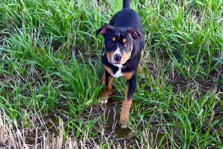 Staffordshire Bull Terrier
