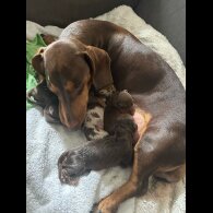 Dachshund (Miniature Smooth Haired)