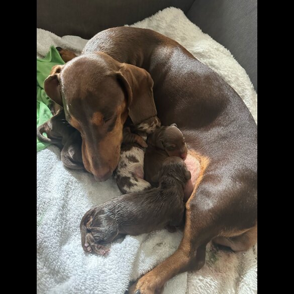 Dachshund (Miniature Smooth Haired)