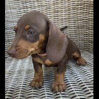 Dachshund (Miniature Smooth Haired)