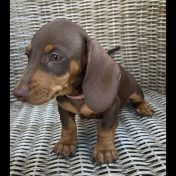 Dachshund (Miniature Smooth Haired)