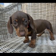 Dachshund (Miniature Smooth Haired)