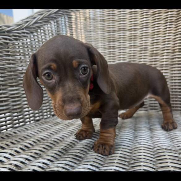 Dachshund (Miniature Smooth Haired)