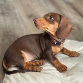 Dachshund (Miniature Smooth Haired)