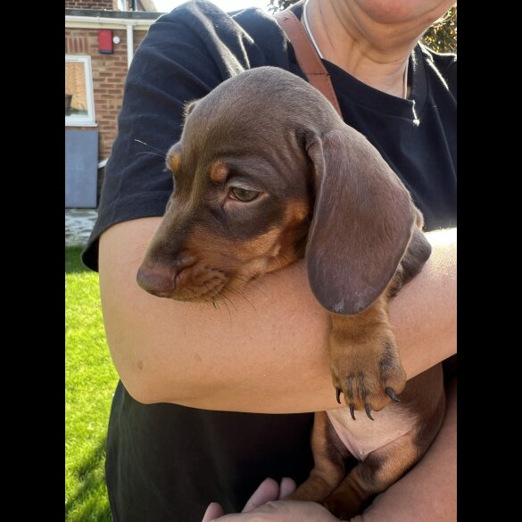 Dachshund (Miniature Smooth Haired)