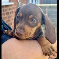 Dachshund (Miniature Smooth Haired)