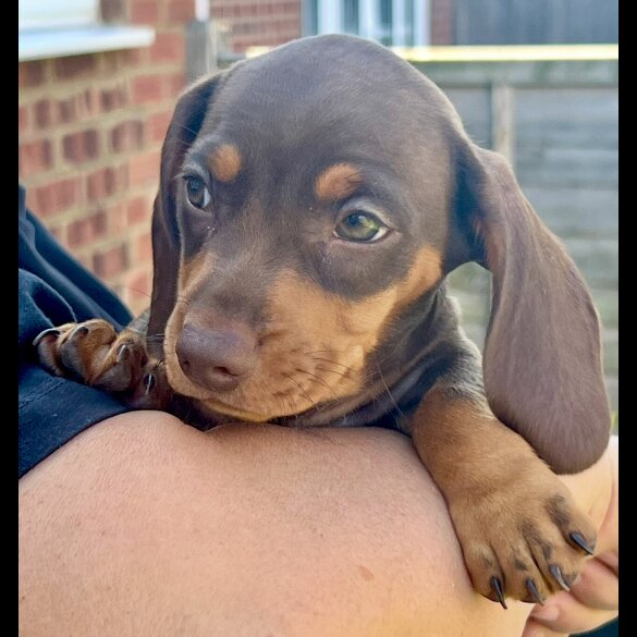 Dachshund (Miniature Smooth Haired)