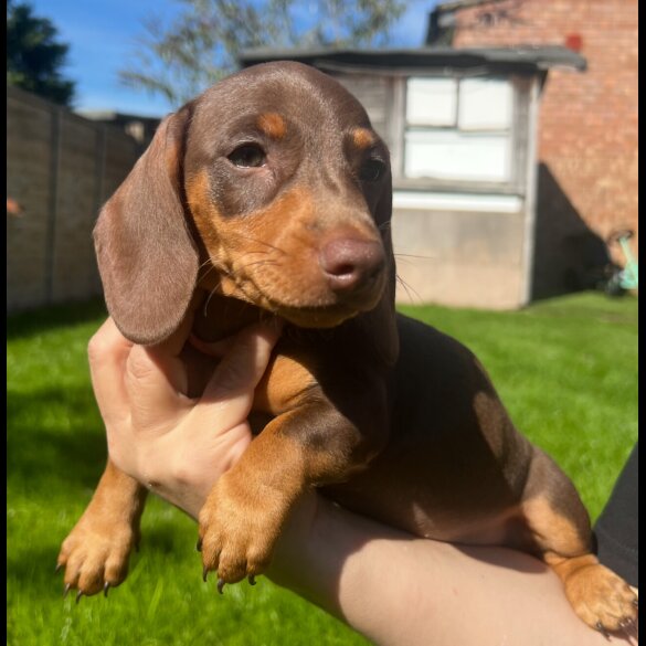 Dachshund (Miniature Smooth Haired)