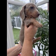 Dachshund (Miniature Long Haired)