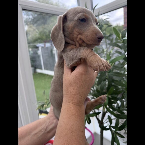 Dachshund (Miniature Long Haired)