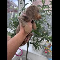 Dachshund (Miniature Long Haired)