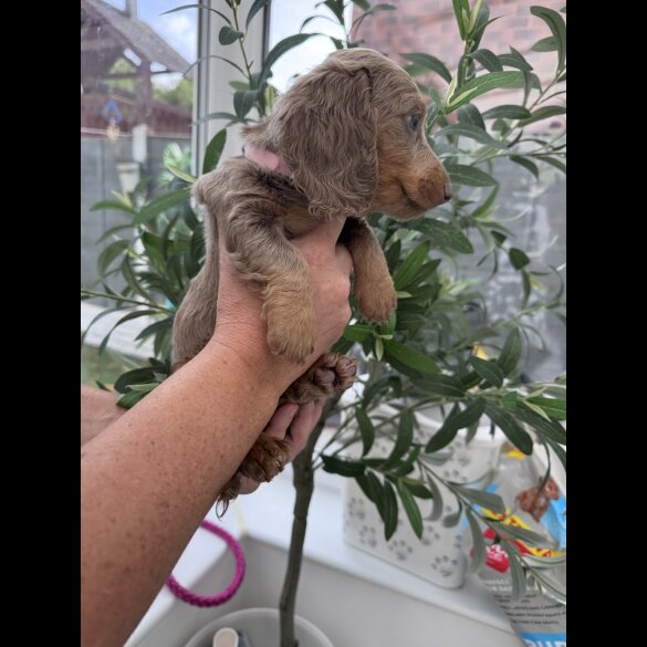 Dachshund (Miniature Long Haired)