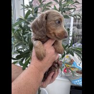 Dachshund (Miniature Long Haired)