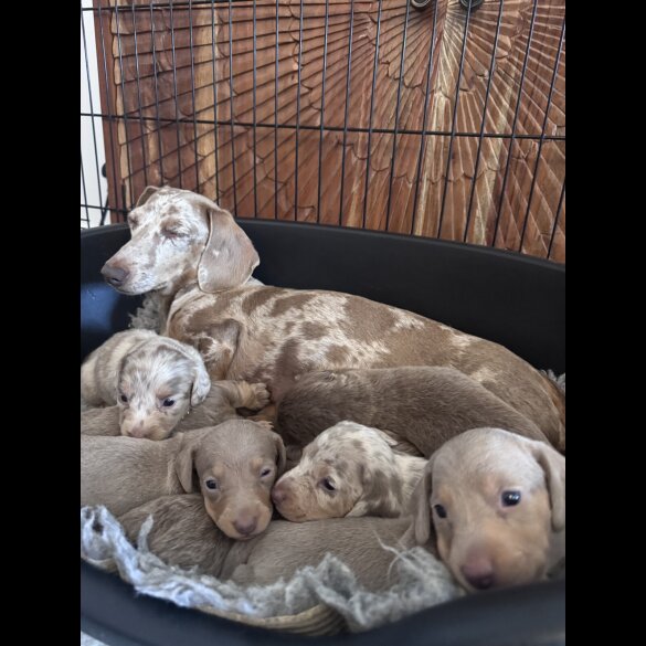 Dachshund (Miniature Long Haired)