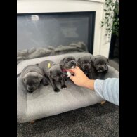 Staffordshire Bull Terrier