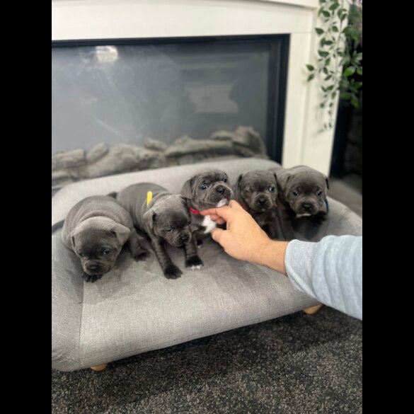 Staffordshire Bull Terrier
