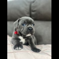 Staffordshire Bull Terrier