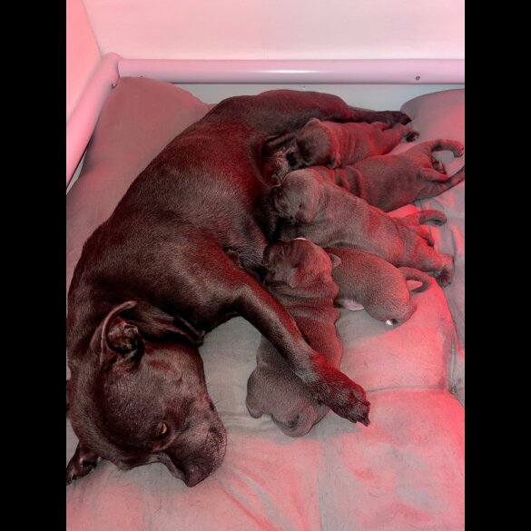 Staffordshire Bull Terrier