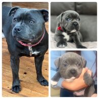 Staffordshire Bull Terrier