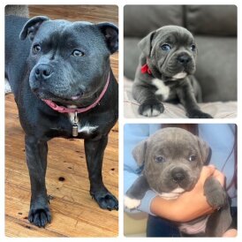 Staffordshire Bull Terrier