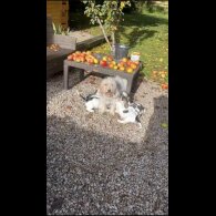 Basset Griffon Vendeen