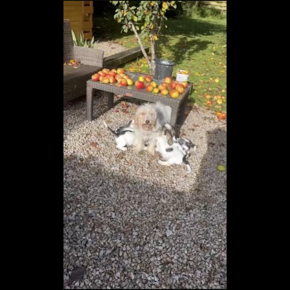 Basset Griffon Vendeen