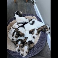 Basset Griffon Vendeen