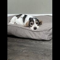 Basset Griffon Vendeen