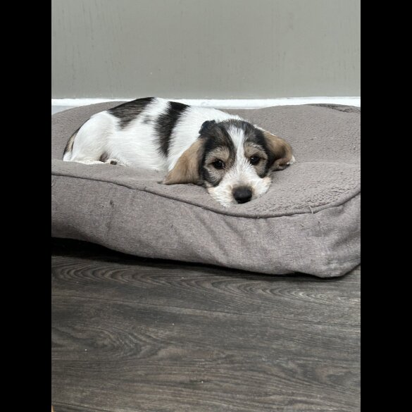 Basset Griffon Vendeen