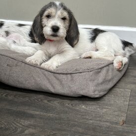 Basset Griffon Vendeen