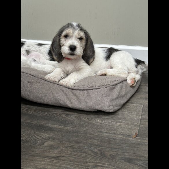 Basset Griffon Vendeen