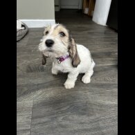 Basset Griffon Vendeen