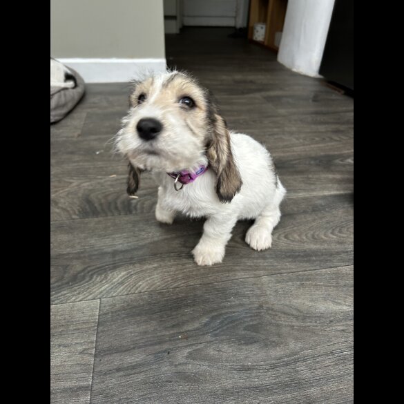 Basset Griffon Vendeen