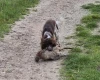 Cocker Spaniel (Working)