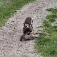 Working Cocker Spaniel