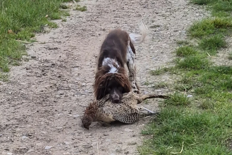Cocker Spaniel (Working)