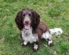 Cocker Spaniel (Working)
