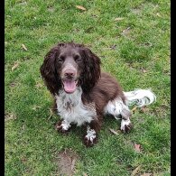 Working Cocker Spaniel