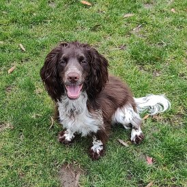 Working Cocker Spaniel