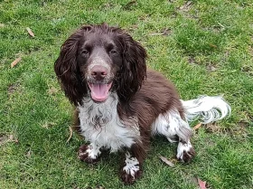 Cocker Spaniel (Working)