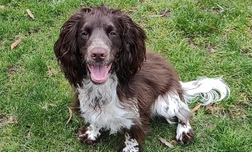 Cocker Spaniel (Working)