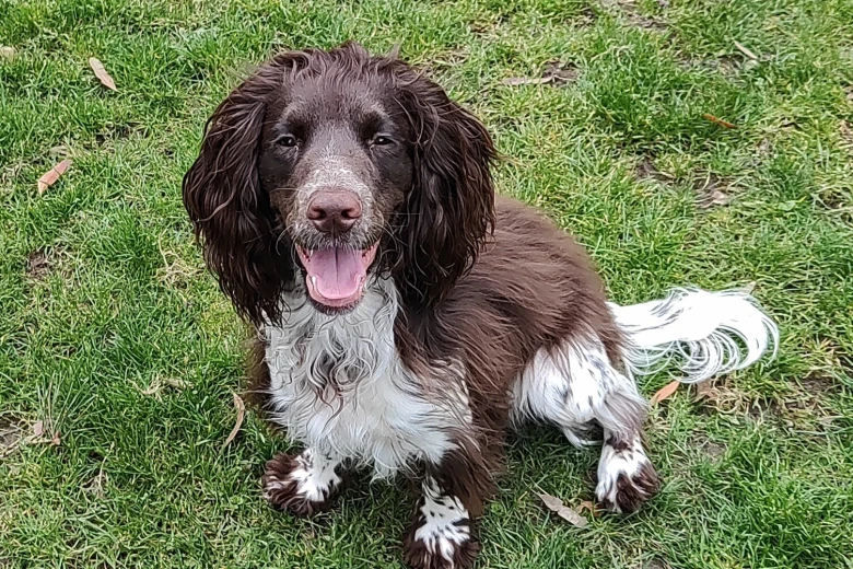 Cocker Spaniel (Working)