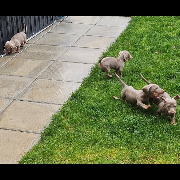 Dachshund (Miniature Smooth Haired)