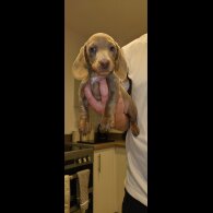 Dachshund (Miniature Smooth Haired)