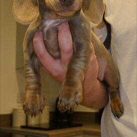 Dachshund (Miniature Smooth Haired)