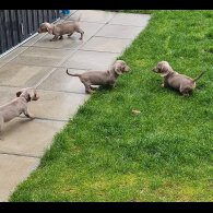 Dachshund (Miniature Smooth Haired)