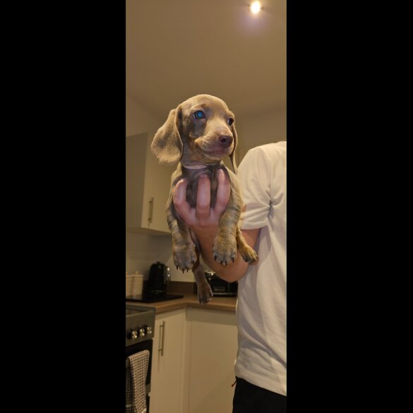 Dachshund (Miniature Smooth Haired)