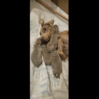 Dachshund (Miniature Smooth Haired)