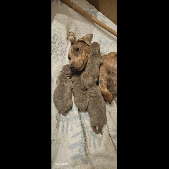 Dachshund (Miniature Smooth Haired)